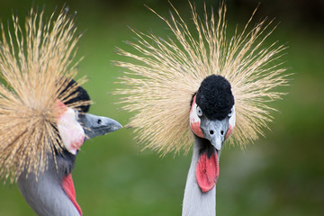 Exotic birds , cranes in nature