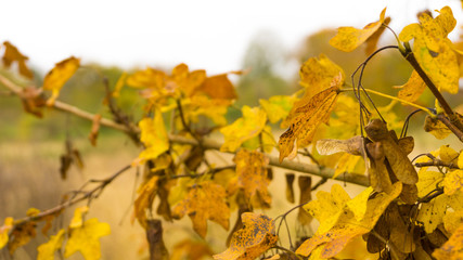 Beautiful autumn landscape with yellow trees leaves. Colorful foliage in the forest.