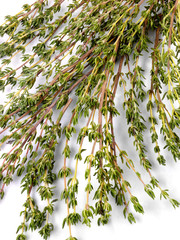 THYME
