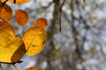 Leaf oak