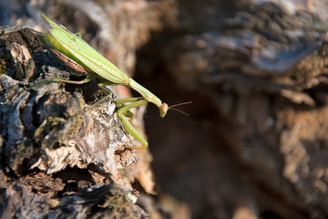 Mantis religiosa. Religious mantis on wood. Sunny day.