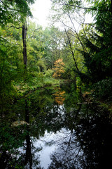 Obraz premium Autmn Leafs and Trees