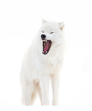 A lone Arctic wolf (Canis lupus arctos)  bark isolated on white background in Canada