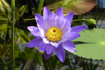 water lily