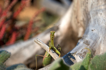 Mantis religiosa. Religious mantis on wood. Sunny day.