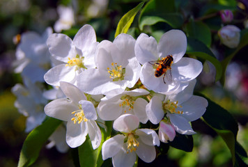 Apple-tree in flowers.