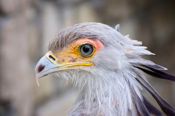 Fototapeta premium Secretar exotic bird