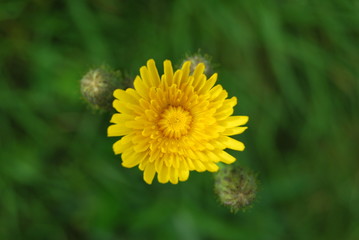 Löwenzahn (Taraxacum sect. Ruderalia) - gelbe Blüte