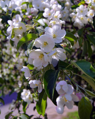 Apple-tree in flowers.