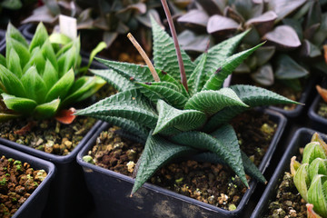 Close up Haworthia in pot , succulent plant