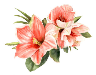 Wonderful pink amaryllis. Hand drawn watercolor
