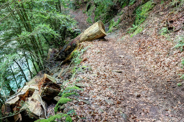 A cut trunk on the path in the deep forest of the Añisclo canyon, next to Bellos river, during summer, in the Pyrenees mountains in Aragon, Spain