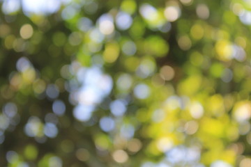 Obraz premium abstract green background