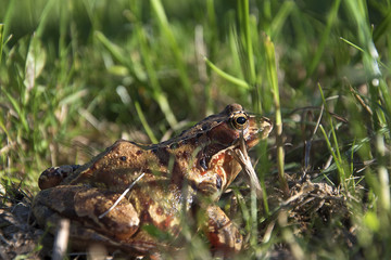 Rana temporaria, Frog jumping brown in the grass. The sun shines.