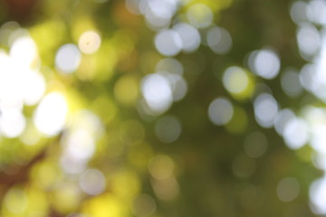 abstract green background