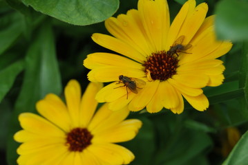 Ringelblumen mit Fliegen (Calendula officinalis)
