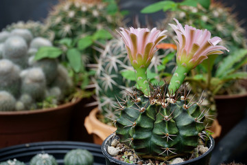 Obraz na płótnie Canvas pink flower cactus in garden