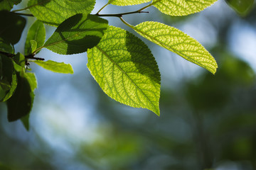 Macro photo of green leaves with blurred green-blue background of foliage and sky.