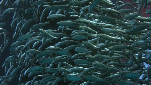 Large shoal of fish, Blacktip sardinella (Sardinella melanura) ripples and sways, Raja Ampat, Indonesia