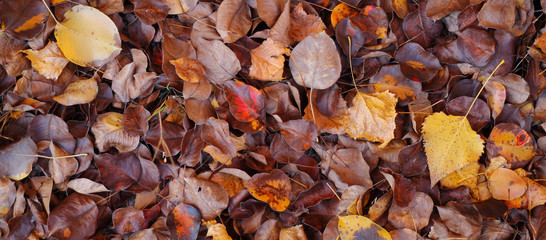 fallen autumn leaves lie on the ground