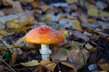 fly agaric mushroom in forest
