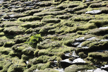 A typical rural lodge roof made with moss and lichens covered tiles during a sunny summer in the Piedmont Alps mountains, Italy