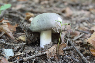 A grey cap and white stalk mushroom on the ground of a forest