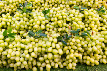 Close up fresh green grape is a fruit of Thailand at market Thailand.