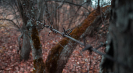 barbed wire