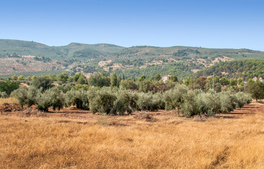 Fototapeta na wymiar Olive trees in Andalusia