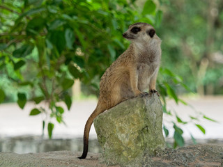 Meerkats sitting on guard watching for danger to prepare to protect itself on the rock