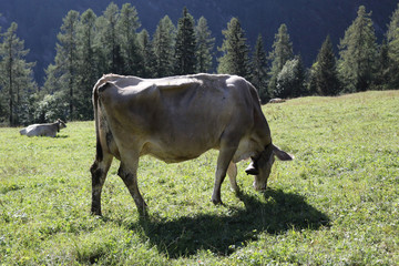 A grey cow with cowbell shot from behind, grazing in a green pasture during a sunny summer day in Val d'Otro valley, in the Alps mountains, Italy