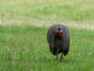 Helmeted guineafowl, big grey bird with white spot, walking and foraging in green grass looking for food in the ground