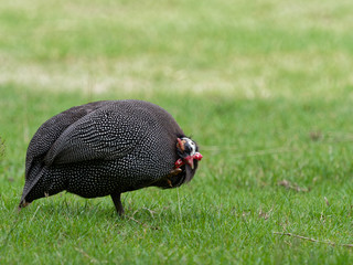 Helmeted guineafowl, big grey bird with white spot, walking and foraging in green grass looking for food in the ground