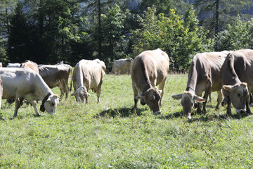 A herd of white, grey and brown cows with cowbells grazing in a green pasture during a sunny summer in Val d'Otro valley, in the Alps mountains, Italy