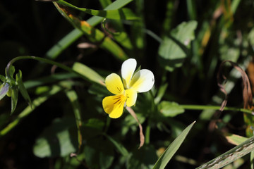 Fototapeta premium A yellow and white violet flower (Viola Tricolor) among grass leaves during a sunny summer day in the Val d'Otro valley, Alps, Piedmont, Italy