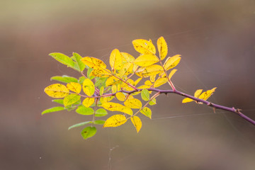 Magic nature of Autumn colors 