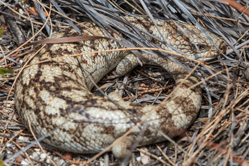 Well camouflaged Blue tongued Skink encountered in Wilsons promontory national park, Victoria, Australia
