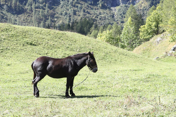 A dark brown pony horse standing in a grass field during a sunny summer day in the Alps mountains, Italy