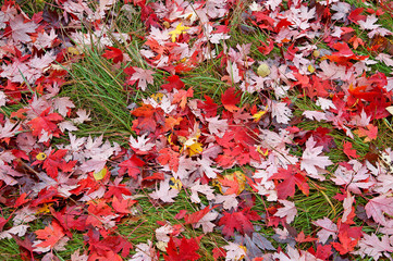 Beautiful fallen maple leaves on the ground