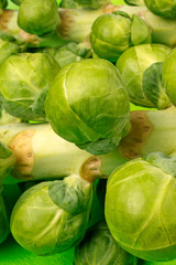 BRUSSEL SPROUTS ON STALK