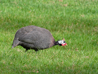 Helmeted guineafowl, big grey bird with white spot, walking and foraging in green grass looking for food in the ground