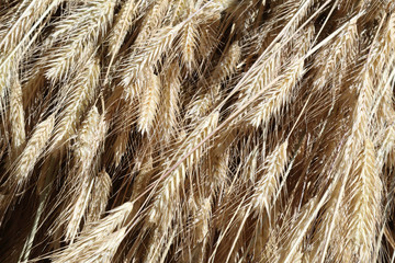 A close view of a bundle of yellow wheat spikes and stems drying at the sun during a summer day