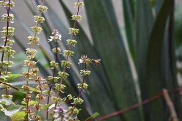 bee on basil