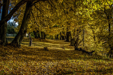 Yellow wild linden on a permitted alley in a small town in Russia