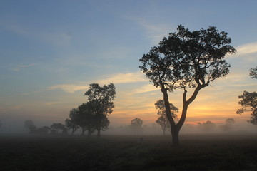 Obraz premium tree in sunset
