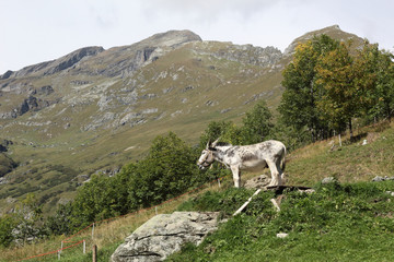 A white and grey donkey grazing in a pasture during a sunny summer day in the Alps mountains, Italy