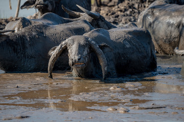 Buffalo in mud. Life' Machine of Farmer. .