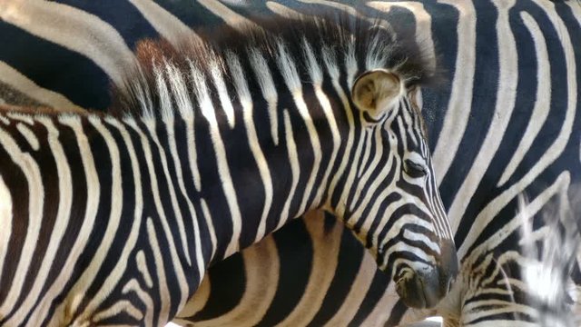 Breeding Chapman's zebra (Equus quagga chapmani).
Close-up of head of breeding zebra is protected with his mother's tail so that he frightens the flies, making a visual effect with stripes of skin.