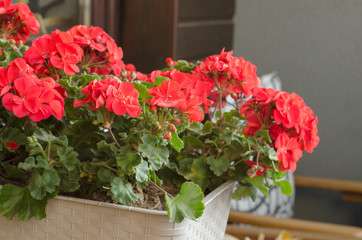 Plant Pelargonuim with flowers, in a plastic pot, on the balcony.